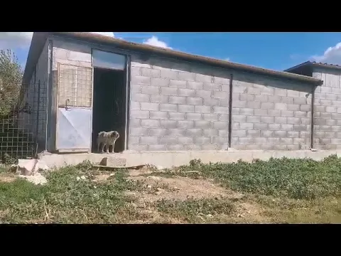 Youtube Preview