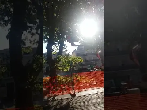 <span style="color:var(--accent)">Video:</span> Piazza del Mercato, alberi tagliati tra sdegno e impotenza