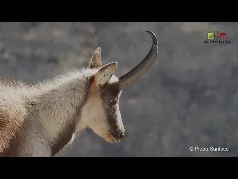 Youtube Preview