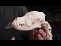 Dog Skeleton life size video