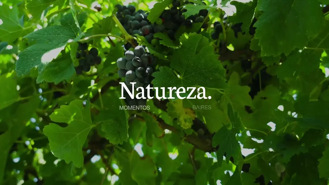 Vídeo de baires vinos br