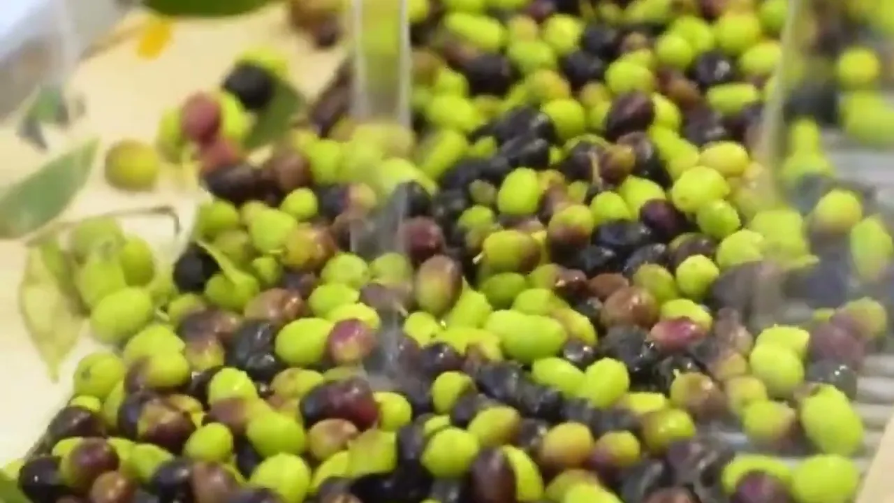 Video de Bachelor aceites