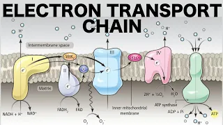 Electron Transport Chain (Oxidative Phosphorylation)