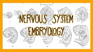 Embryology of the Nervous System
