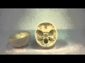 Skull Model - 3-Part with Muscle Marking video