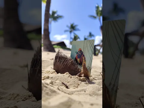 Do you know where my pirate is?