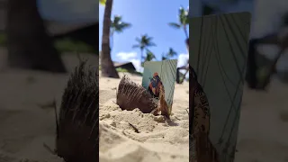 Do you know where my pirate is?