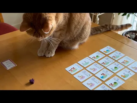 Pets Rescue, the pet-adoption card game