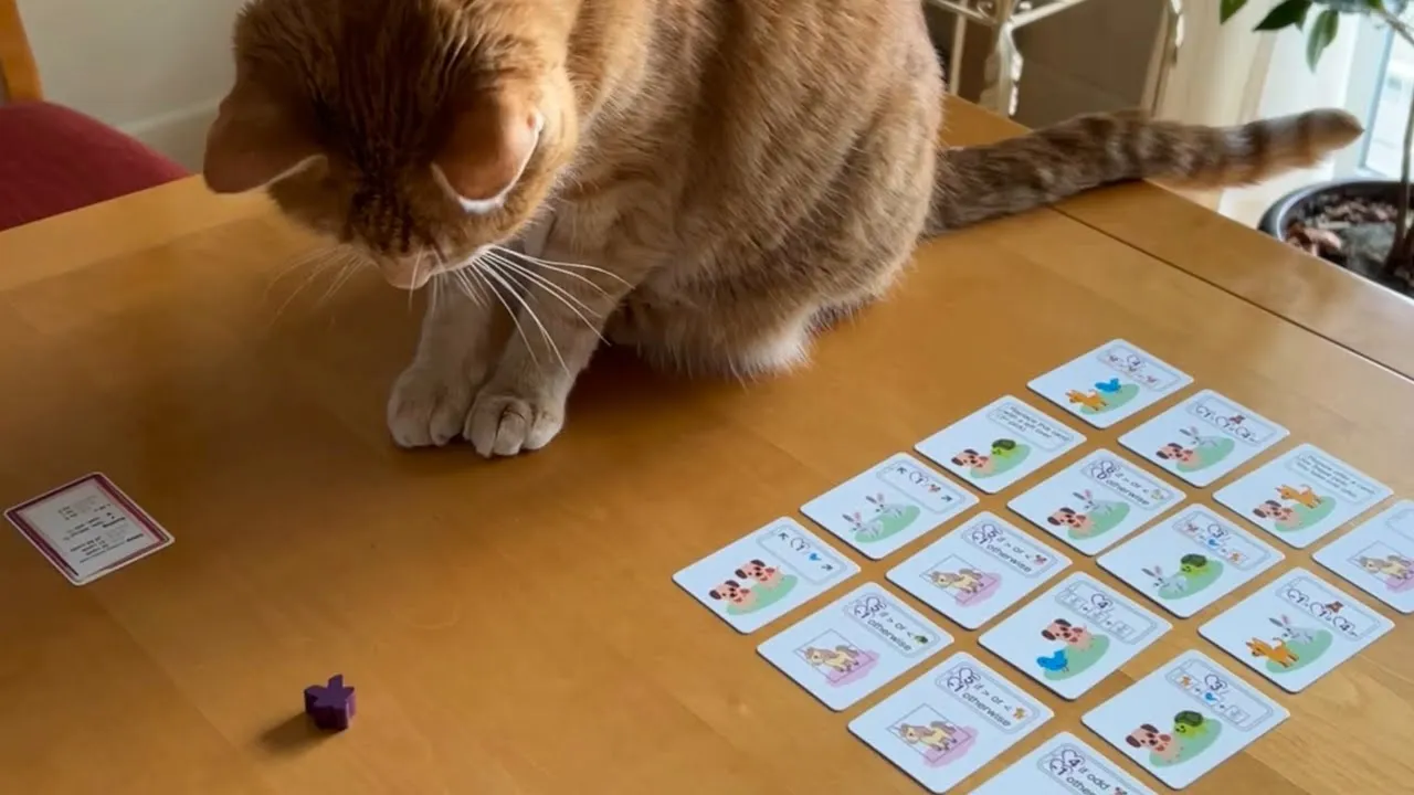 Pets Rescue, the pet-adoption card game