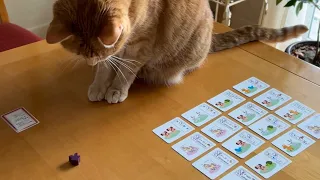 Pets Rescue, the pet-adoption card game