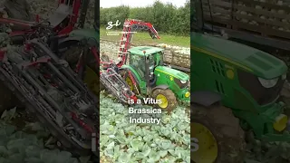 This machine replaces up to 15 people! 😱🤯 I 🎥: @VanhouckeMachineEngineering #machinery #tech #farm