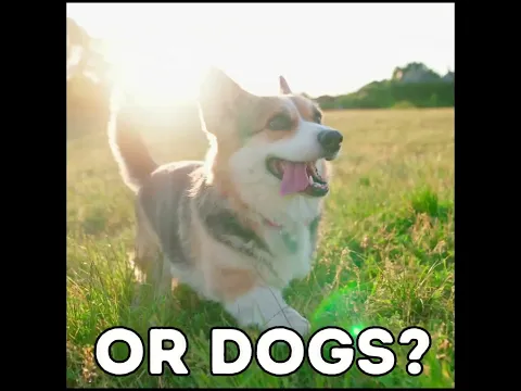 Cats versus Dogs: Battle for the Backyard!