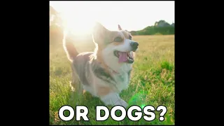 Cats versus Dogs: Battle for the Backyard!
