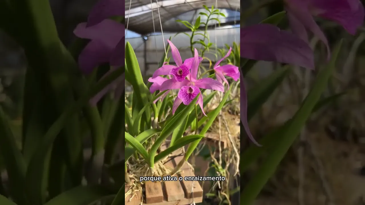 Video de Orquideomania