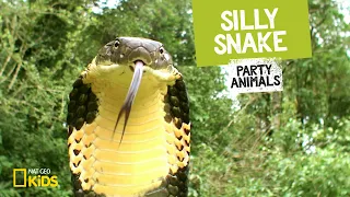 Silly Snake feat. Parry Gripp (Music Video) 🐍 | Party Animals Silly Snake feat. Parry Gripp (Music Video) 🐍 | Party Animals