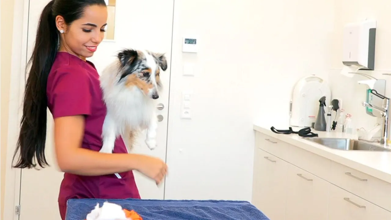 Assistente di studio veterinario AFC