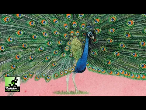 Wingspan Asia - Duet Mode | Rahdo Runthrough by Amy & Maggie