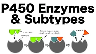 P450 Enzyme System (Inducers, Inhibitors, & Subtypes)