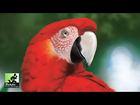 Life of the Amazonia | Rahdo Preview with Shea