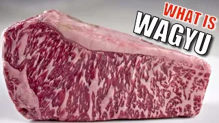 What is Wagyu? What is Wagyu?