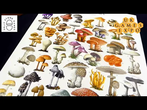 Do you have mush-room for Mycelia in your board game collection from Split Stone Games