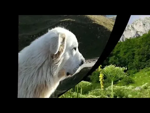 Youtube Preview