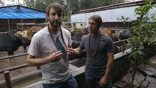 No Cow Left Behind! Rescuing Cattle with a Motorcycle in Kathmandu—Throttle Out Preview Ep. 11