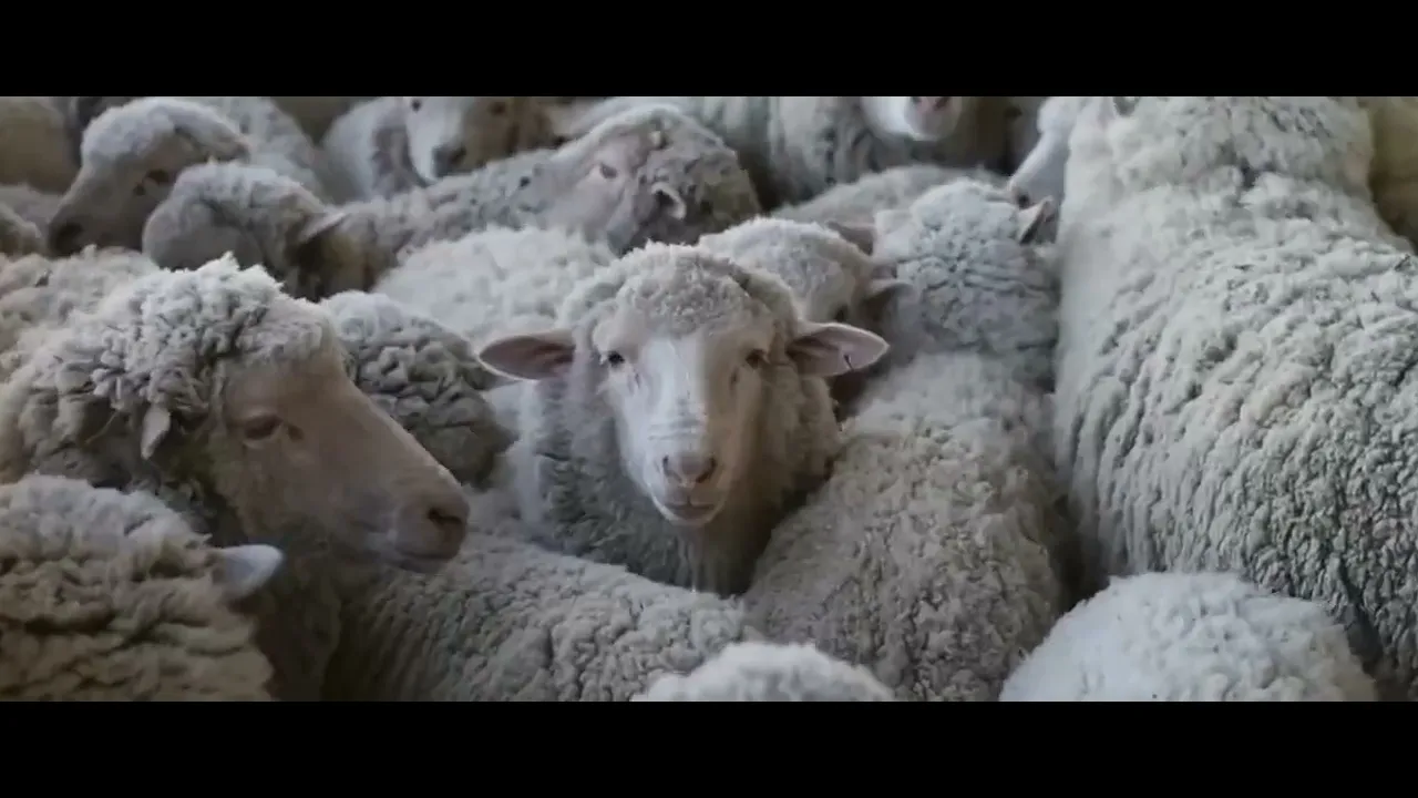 Video de Guadalupe Morero