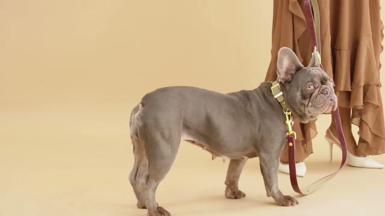 Vídeo de Betí | Guias, Coleiras e Moda Pet