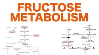 Fructose Metabolism