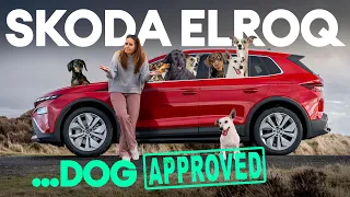 Tail-Wag Approved: Why Your Dog Would Choose an EV!