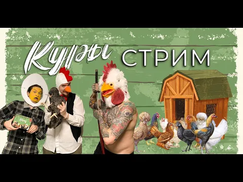 Разводим "Кур" в прямом эфире!