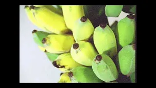 La Banana - Salsaloco De Cuba