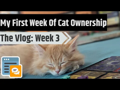 Getting Used To A New Cat - Vlog Week 3