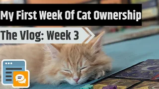 Getting Used To A New Cat - Vlog Week 3
