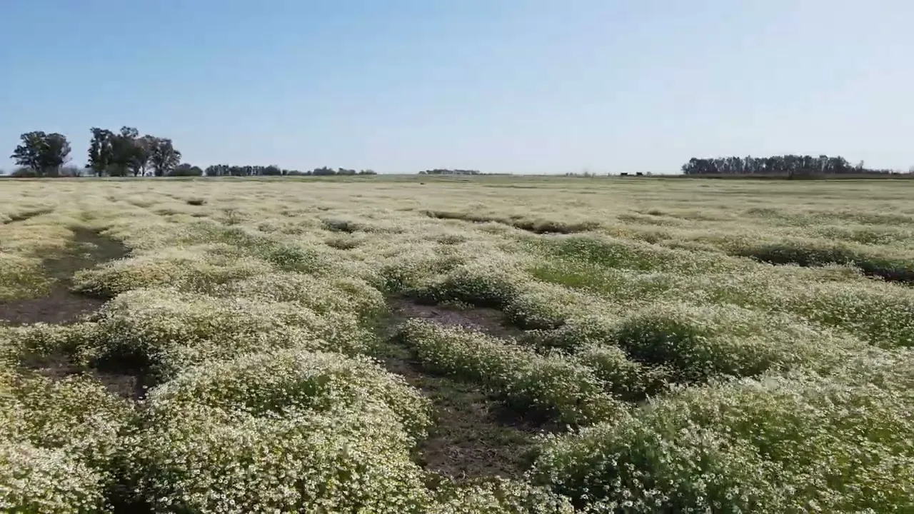 Video de TRES PUNTOS GIN