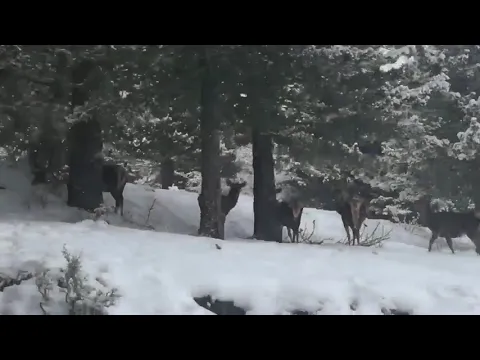 <span style="color:var(--accent)">Video:</span> Abruzzo da favola, cervi a passeggio a Villetta Barrea
