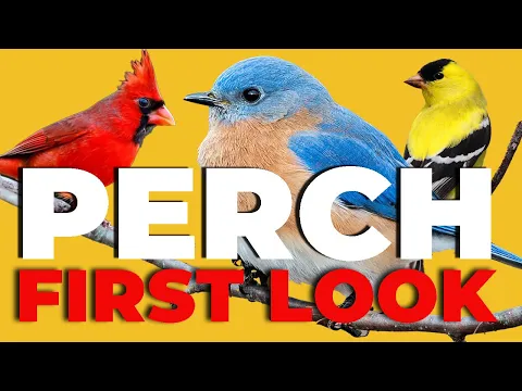Perch: The Early Bird Edition | Kickstarter Preview