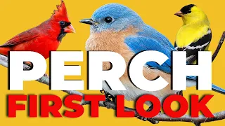 Perch: The Early Bird Edition | Kickstarter Preview