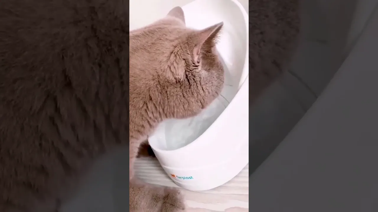 Поилка Ferplast Vega Sanitized для кошек и мелких собак с защитой от бактерий