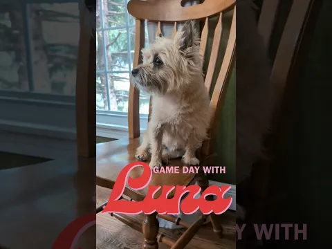 A Game Day with Luna #humor #dog #boardgames