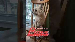 A Game Day with Luna #humor #dog #boardgames