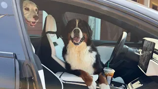 Dear Automakers, It's 2026! Pet Mode Is A Required Feature