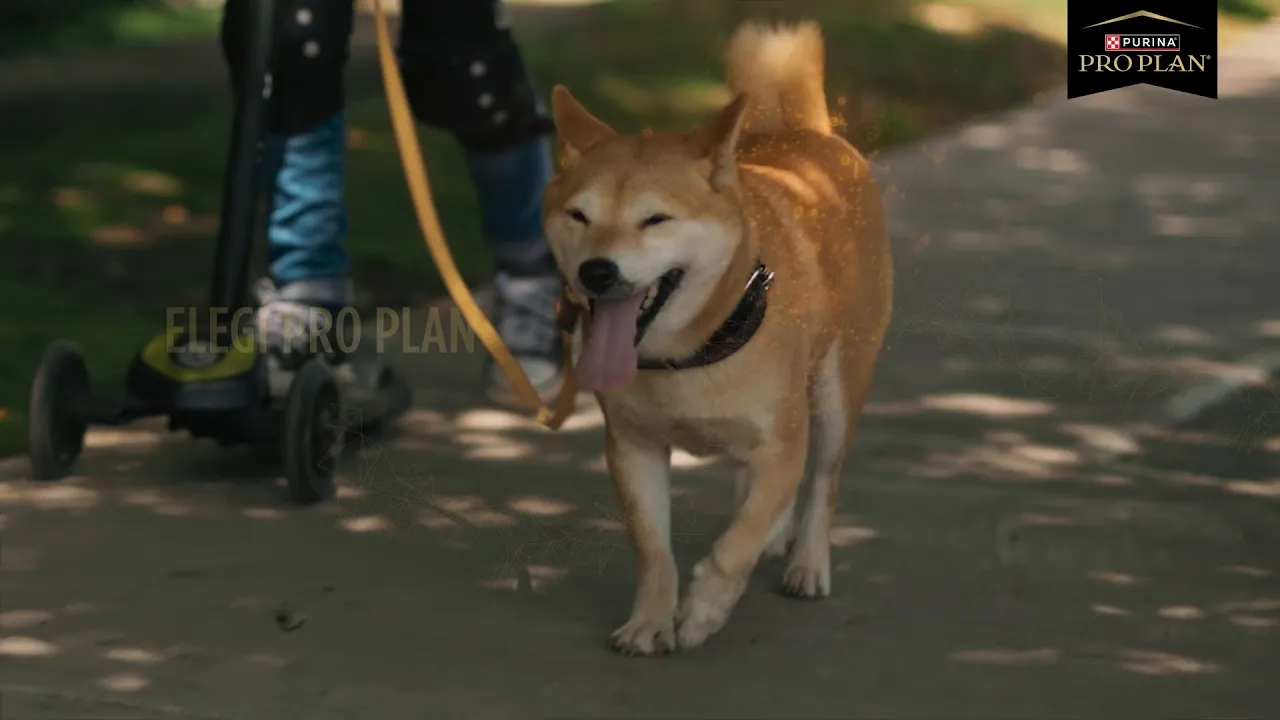 Video de El Asturiano