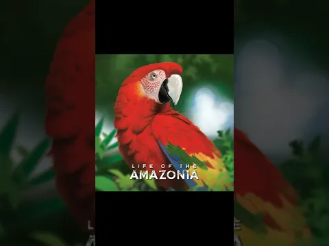 Check out Life of the Amazonia on Kickstarter.com