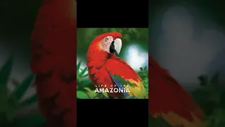 Check out Life of the Amazonia on Kickstarter.com