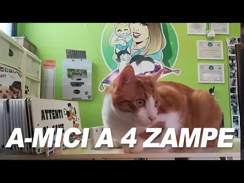 <span style="color:var(--accent)">Video:</span> Gatti in natura, chi comanda?