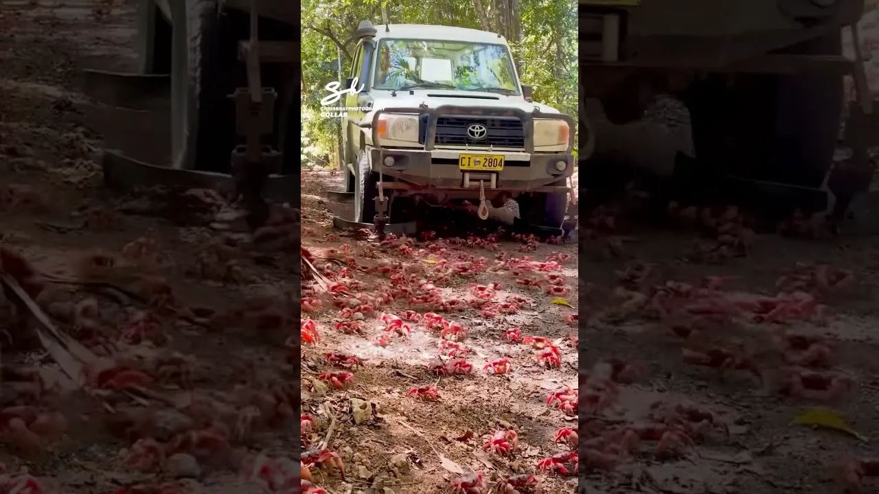 It’s like a snow plow… but for crabs! 🦀 #crabs #cars #vehicles