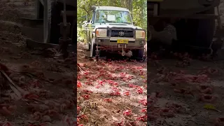 It’s like a snow plow… but for crabs! 🦀 #crabs #cars #vehicles