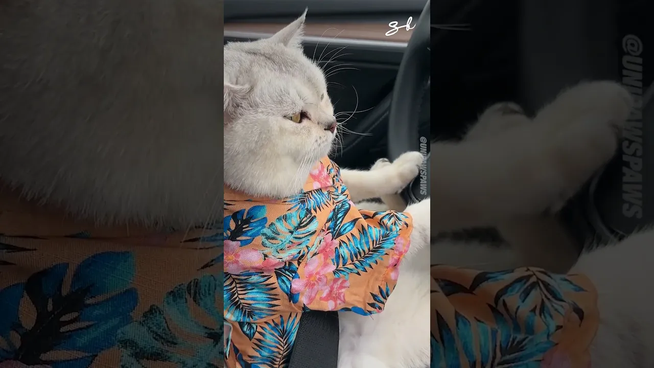 Cat Drives Tesla To The Beach 😂😍